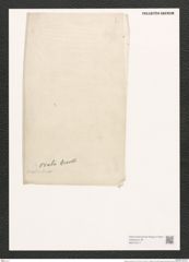 Nitzschia ovalis Arnott. (de-Toni-Nr.: Genus 47, Species 2119) Zeichnungen Sammlung Grunow (NHMW-BOT-W0372217)